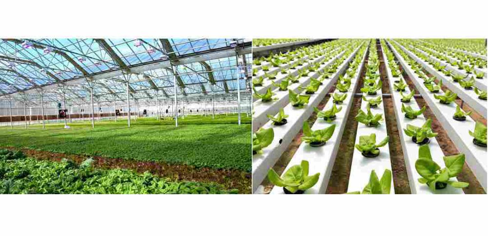 مزایای استفاده از پشم سنگ هیدروپونیک مزایای استفاده از پشم سنگ هیدروپونیک
